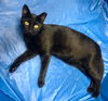 Francine