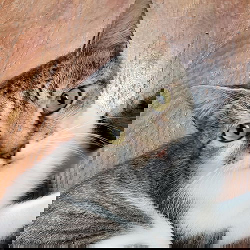 Melia