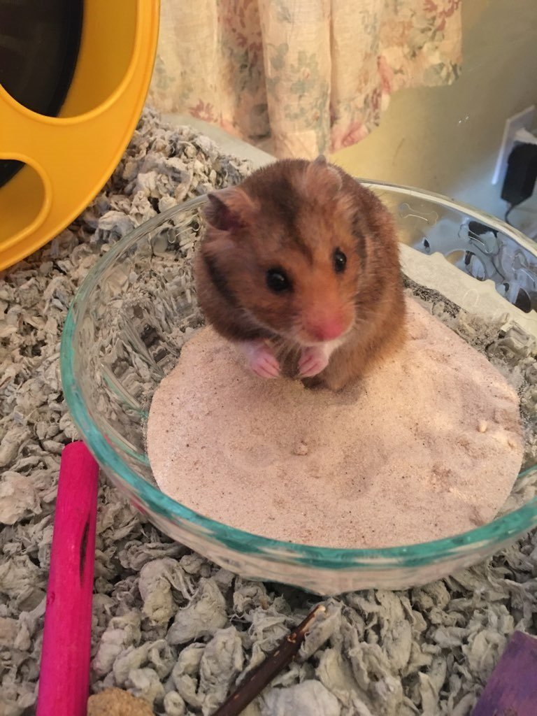 adoptable Hamster in Philadelphia, PA named Righty