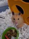 Sebastion