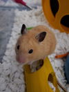 Sebastion