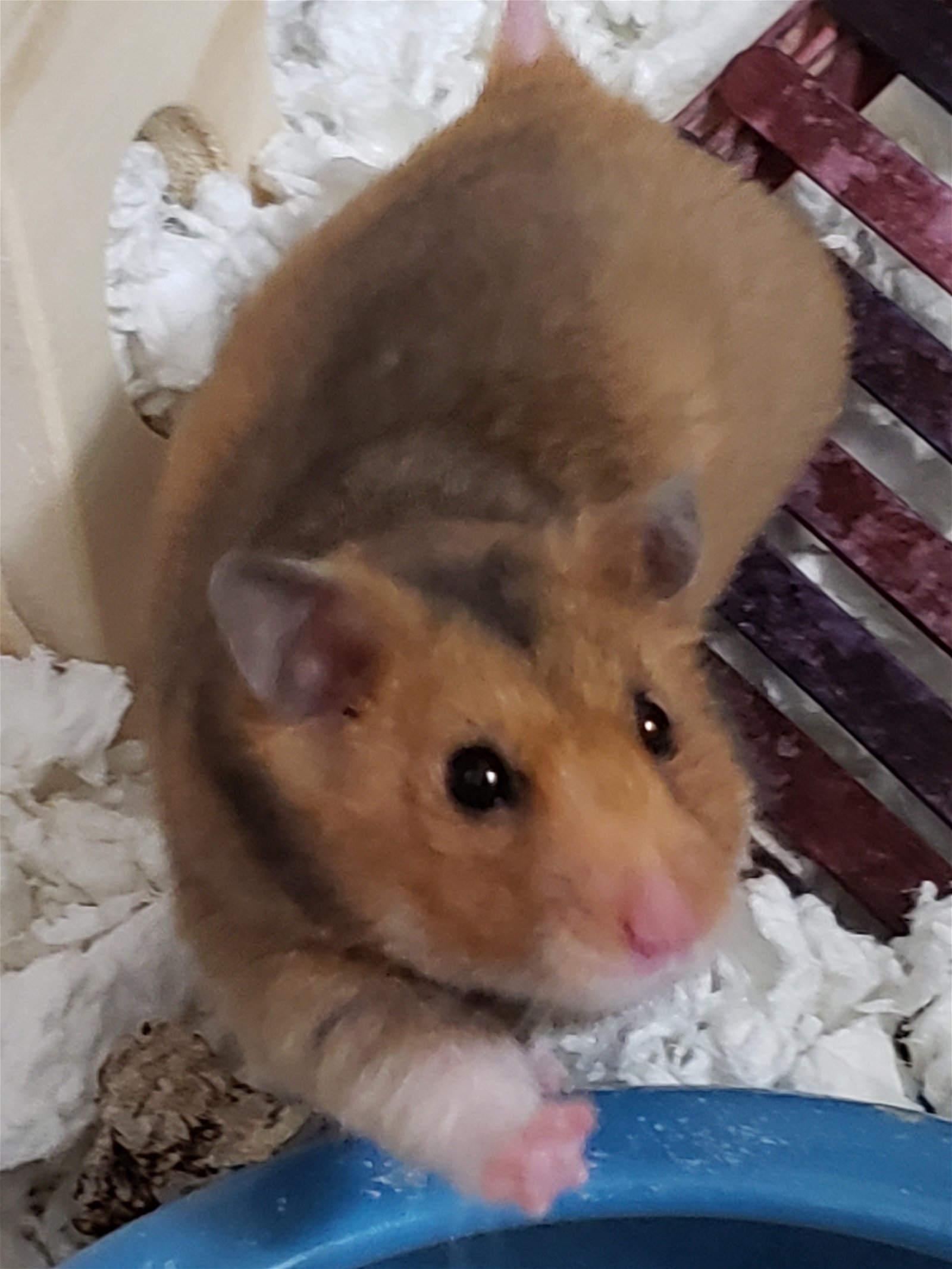 adoptable Hamster in Philadelphia, PA named BB