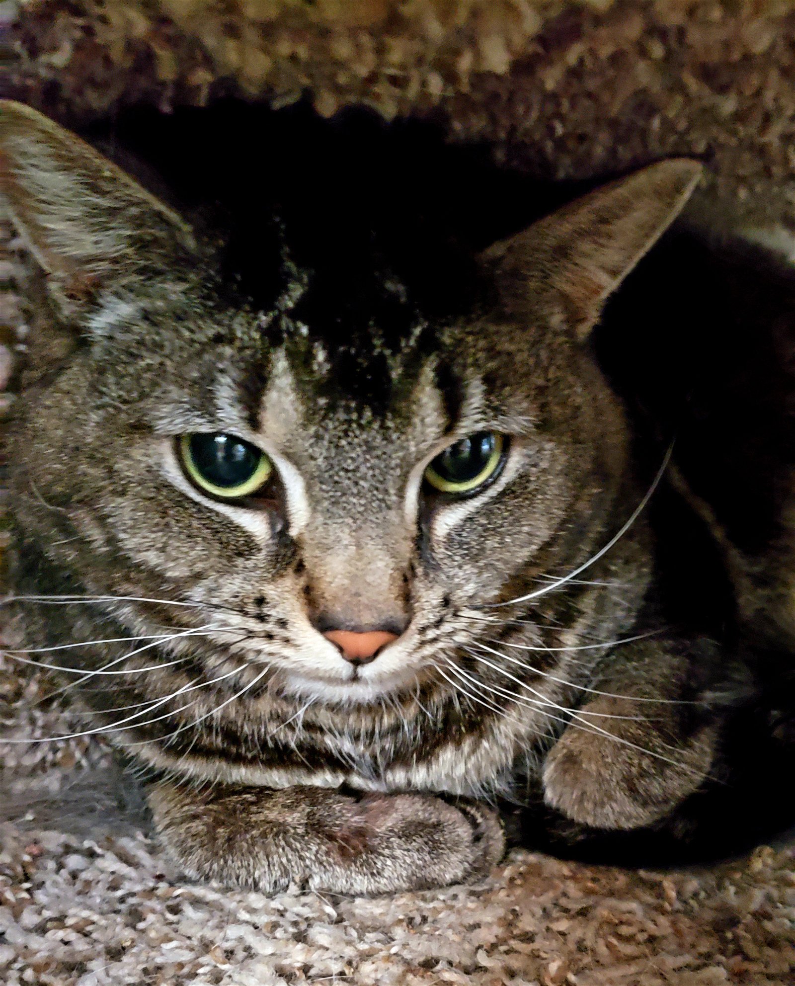 adoptable Cat in Philadelphia, PA named Scarlett