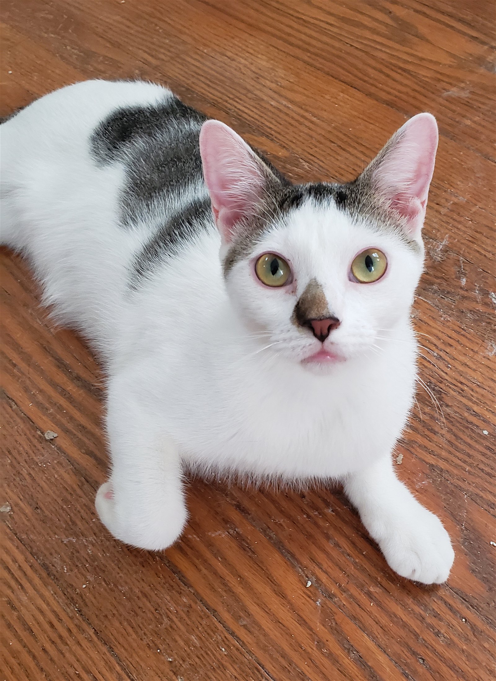 adoptable Cat in Philadelphia, PA named Hudson