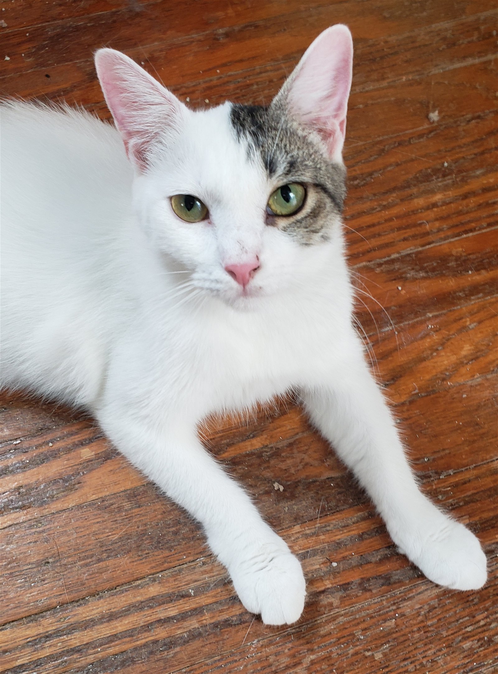adoptable Cat in Philadelphia, PA named Harper