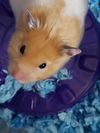 Emmett