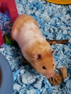 Emmett