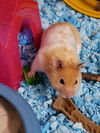 Emmett