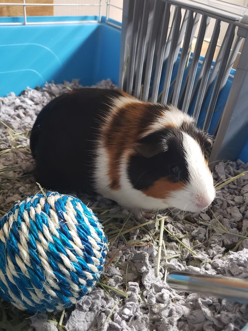 GiGi