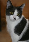Molly
