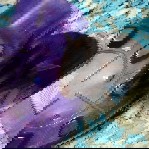 Storm