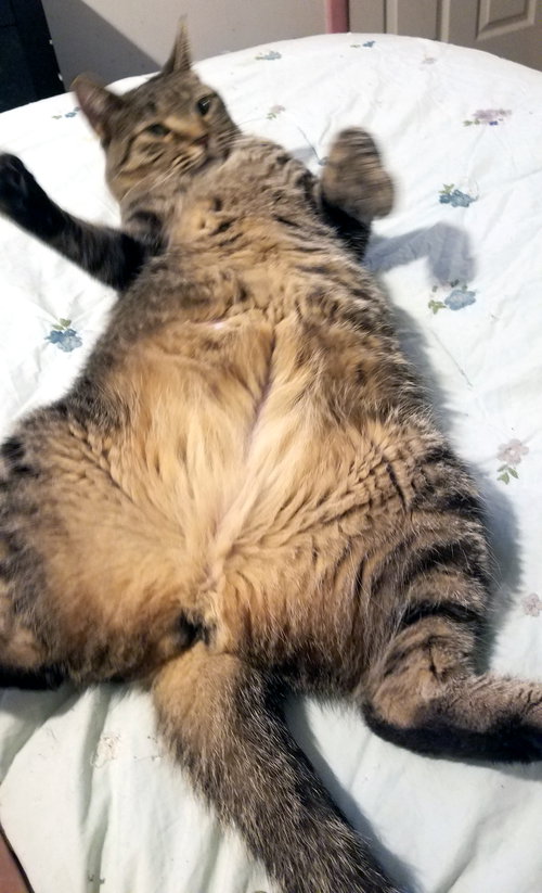 COVEY - Domestic Short Hair available for adoption