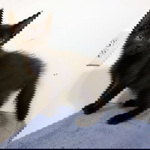 Klaus