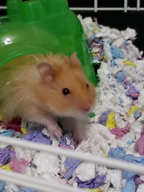 Flynn