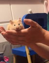 Hammy