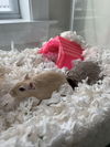 Gus (Orange) and Oscar (Gray)