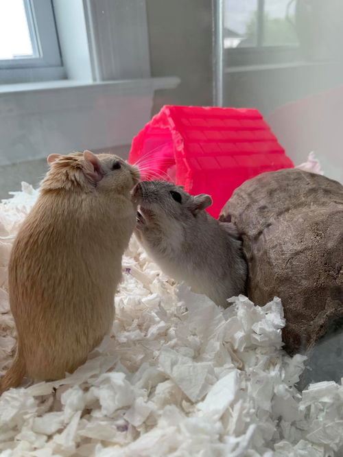 Gus (Orange) and Oscar (Gray)