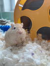 Gus (Orange) and Oscar (Gray)