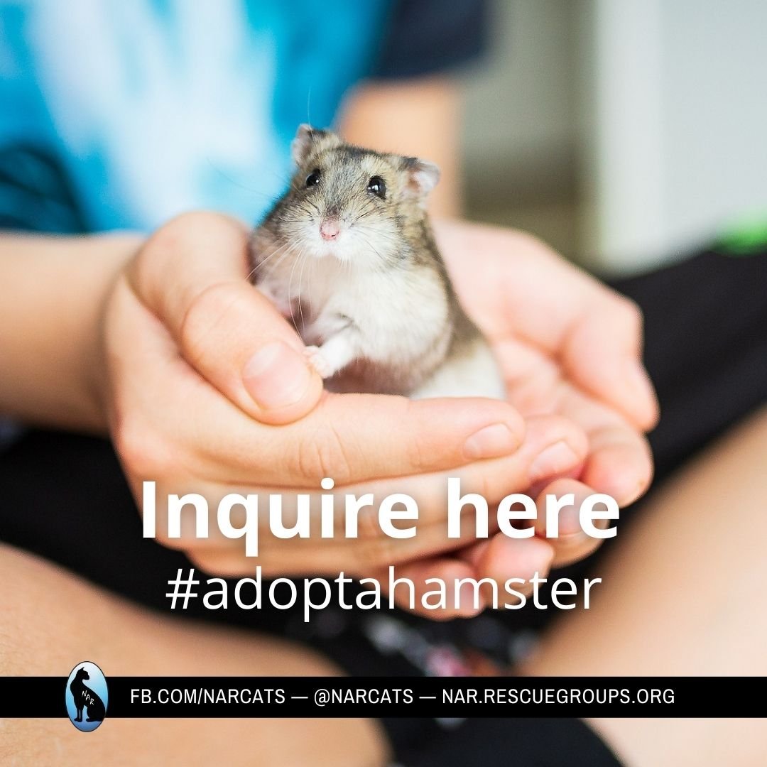 adoptable Hamster in Philadelphia, PA named Hamsters