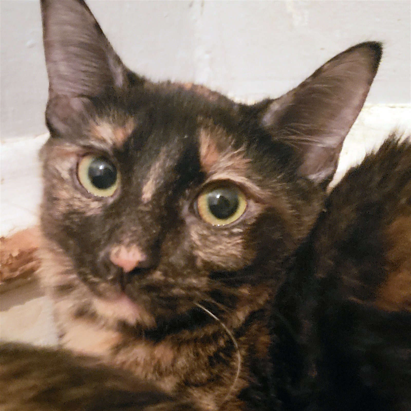 adoptable Cat in Philadelphia, PA named Darcie