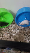 Herbil (White) & Foles (Black)