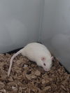 Herbil (White) & Foles (Black)