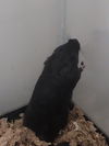 Herbil (White) & Foles (Black)