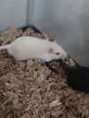 Herbil (White) & Foles (Black)