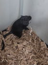 Herbil (White) & Foles (Black)