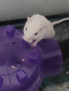 Herbil (White) & Foles (Black)