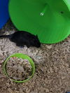 Herbil (White) & Foles (Black)