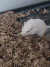 Herbil (White) & Foles (Black)