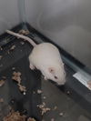 Herbil (White) & Foles (Black)