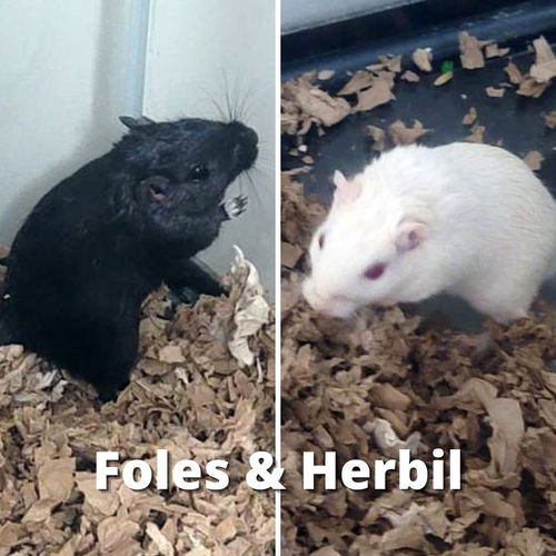 Herbil (White) & Foles (Black)