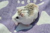 Nimue