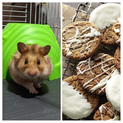 GingerSnap