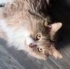 Clyde