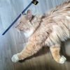 Clyde