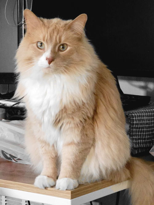 Clyde