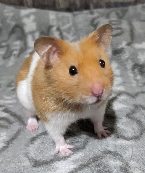Sigfried