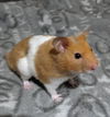 Sigfried