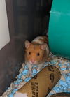Sigfried