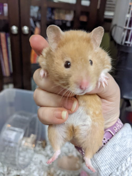 Cinnamon