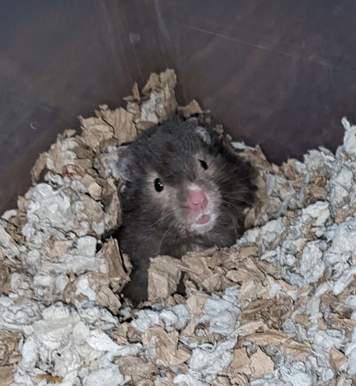 Mink