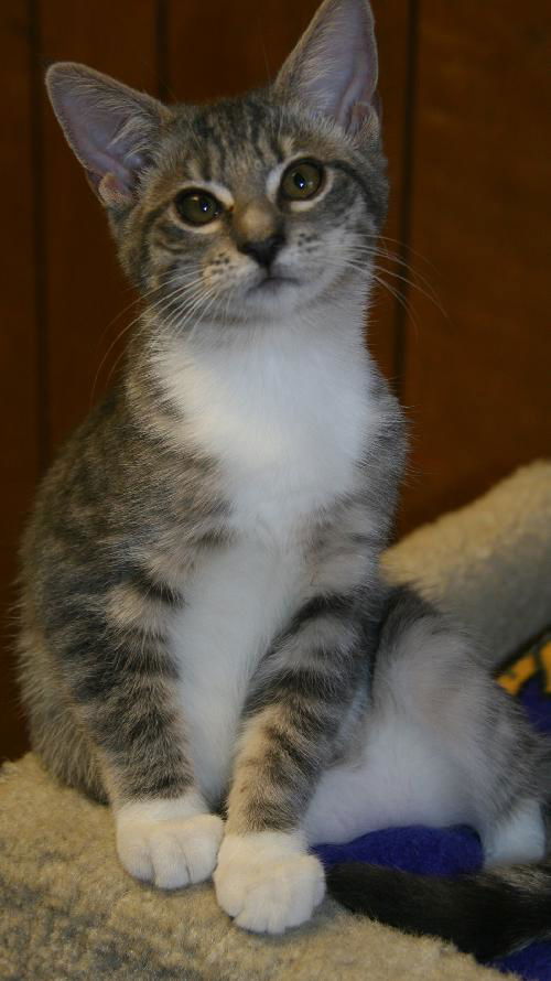 Feathertail