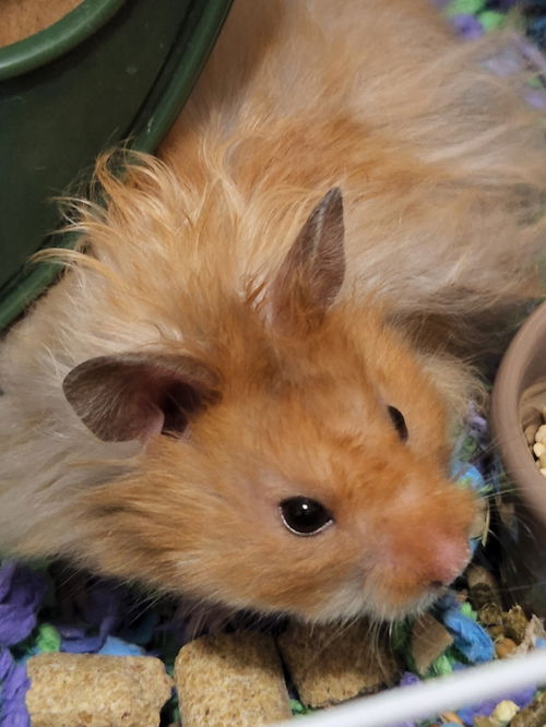 Goro