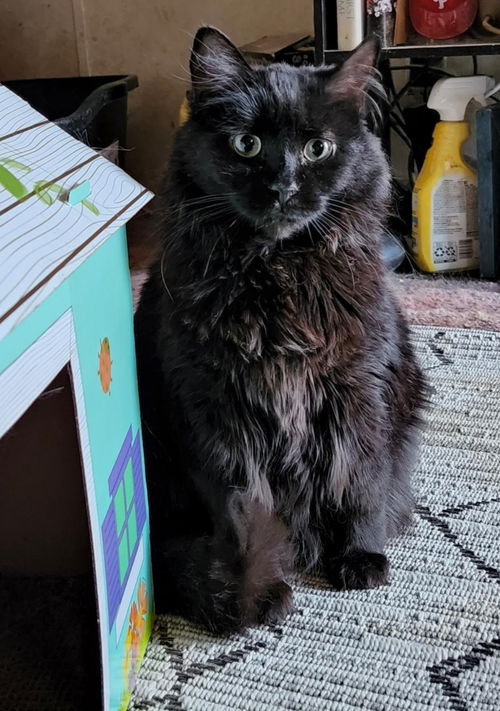 Cleopatra