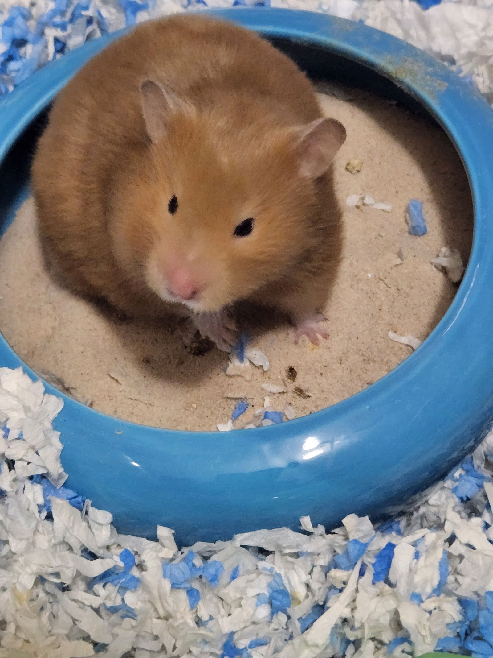 Rescue hamsters clearance for adoption