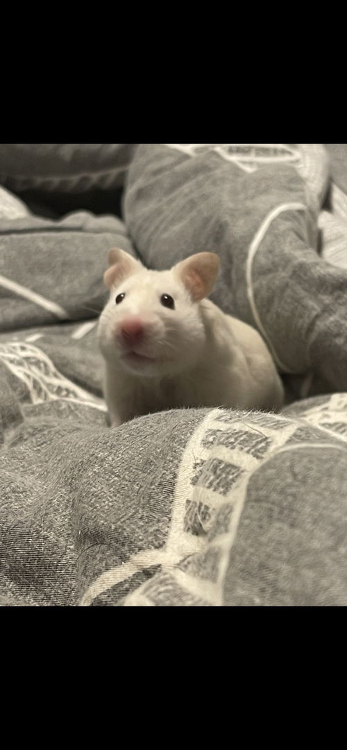 Minnie