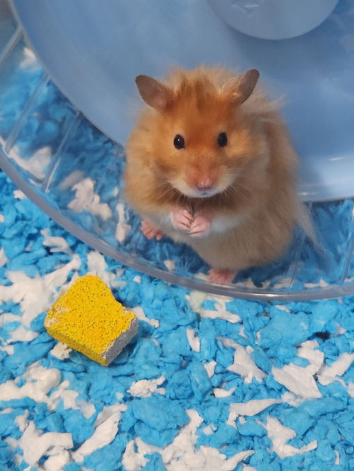 Hubert
